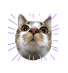 ねこの羽琉（個別スタンプ：1）