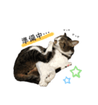ねこの羽琉（個別スタンプ：2）