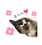 ねこの羽琉（個別スタンプ：4）