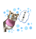 ねこの羽琉（個別スタンプ：5）