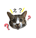 ねこの羽琉（個別スタンプ：6）