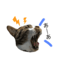 ねこの羽琉（個別スタンプ：7）