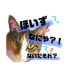ぐで猫（個別スタンプ：1）