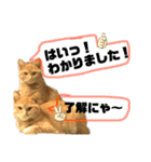 ぐで猫（個別スタンプ：2）