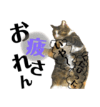 ぐで猫（個別スタンプ：3）