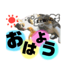 ぐで猫（個別スタンプ：4）