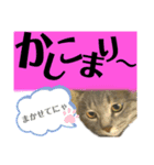 ぐで猫（個別スタンプ：6）