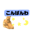 ぐで猫（個別スタンプ：8）