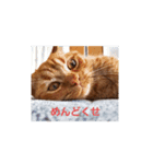 セロリとライムのスタンプ（個別スタンプ：2）