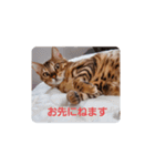 セロリとライムのスタンプ（個別スタンプ：4）