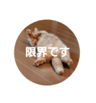 セロリとライムのスタンプ（個別スタンプ：6）