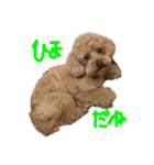 ロペの言葉事情（個別スタンプ：5）