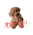 ロペの言葉事情（個別スタンプ：8）