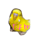 黄色いインコ。日常会話2（個別スタンプ：1）