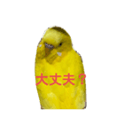 黄色いインコ。日常会話2（個別スタンプ：3）