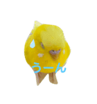 黄色いインコ。日常会話2（個別スタンプ：4）