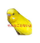 黄色いインコ。日常会話2（個別スタンプ：5）