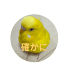 黄色いインコ。日常会話2（個別スタンプ：6）