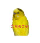 黄色いインコ。日常会話2（個別スタンプ：7）