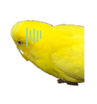 黄色いインコ。日常会話2（個別スタンプ：8）