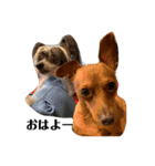 後藤家のお犬さまたち（個別スタンプ：1）