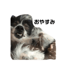 後藤家のお犬さまたち（個別スタンプ：3）