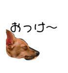 後藤家のお犬さまたち（個別スタンプ：10）