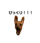 後藤家のお犬さまたち（個別スタンプ：11）