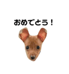 後藤家のお犬さまたち（個別スタンプ：13）