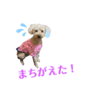 マロントイプースタンプ！（個別スタンプ：12）