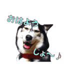 ゆかいなハスキーズ ver.2（個別スタンプ：1）