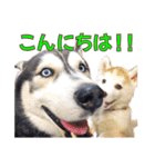 ゆかいなハスキーズ ver.2（個別スタンプ：2）