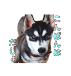 ゆかいなハスキーズ ver.2（個別スタンプ：3）