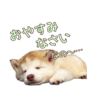 ゆかいなハスキーズ ver.2（個別スタンプ：4）