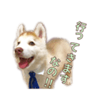ゆかいなハスキーズ ver.2（個別スタンプ：5）