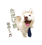 ゆかいなハスキーズ ver.2（個別スタンプ：6）