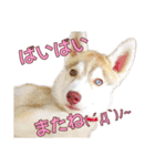 ゆかいなハスキーズ ver.2（個別スタンプ：8）