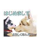 ゆかいなハスキーズ ver.2（個別スタンプ：9）
