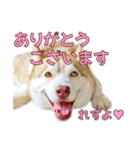ゆかいなハスキーズ ver.2（個別スタンプ：10）