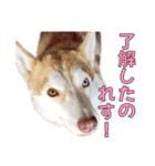 ゆかいなハスキーズ ver.2（個別スタンプ：12）
