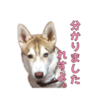 ゆかいなハスキーズ ver.2（個別スタンプ：13）