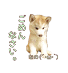 ゆかいなハスキーズ ver.2（個別スタンプ：14）