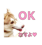 ゆかいなハスキーズ ver.2（個別スタンプ：15）