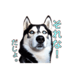 ゆかいなハスキーズ ver.2（個別スタンプ：17）