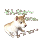 ゆかいなハスキーズ ver.2（個別スタンプ：19）