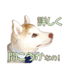 ゆかいなハスキーズ ver.2（個別スタンプ：20）