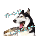 ゆかいなハスキーズ ver.2（個別スタンプ：21）