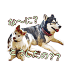 ゆかいなハスキーズ ver.2（個別スタンプ：22）