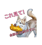ゆかいなハスキーズ ver.2（個別スタンプ：23）