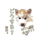 ゆかいなハスキーズ ver.2（個別スタンプ：24）